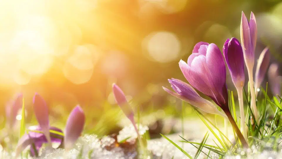 Themas-lente.jpg